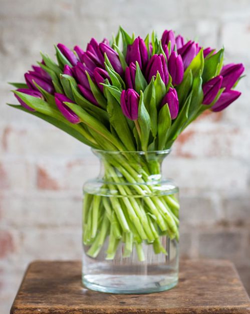 Picture of Purple Tulip