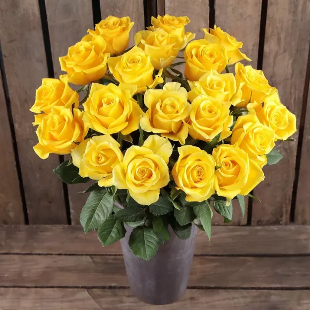 Picture of Yellow Rose