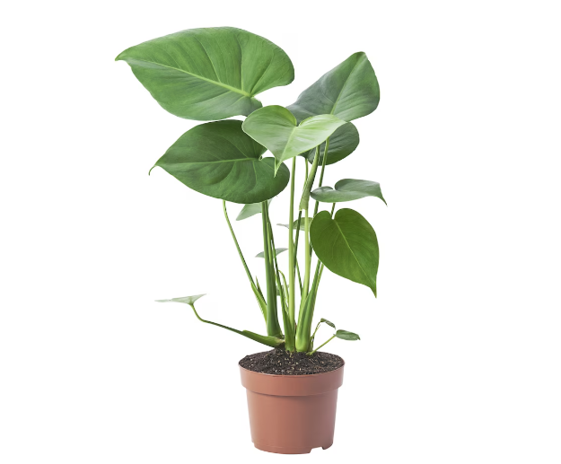 Picture of MONSTERA DELICIOSA