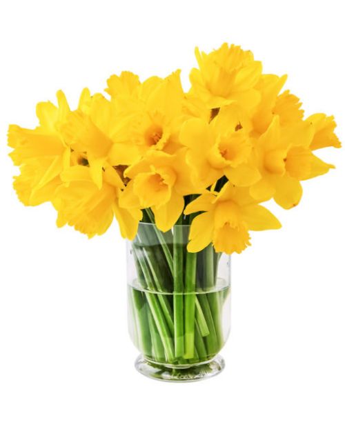 Picture of Daffodils